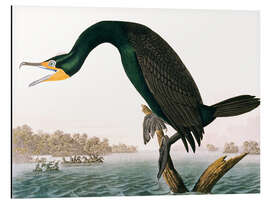 Magnettafel Ohrenscharbe