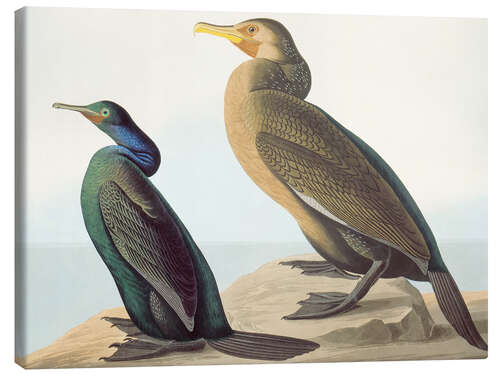 Leinwandbild Nordpazifischer Komoran und Pinselkormoran