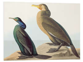 PVC print North Pacific Comoros and brush cormorant