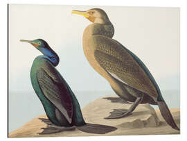 Magnettafel Nordpazifischer Komoran und Pinselkormoran