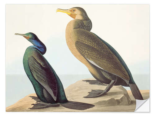 Wandsticker Nordpazifischer Komoran und Pinselkormoran