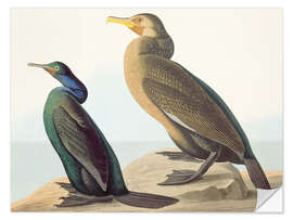 Wall sticker North Pacific Comoros and brush cormorant