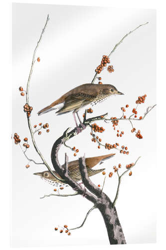 Acrylic print Hermit thrush
