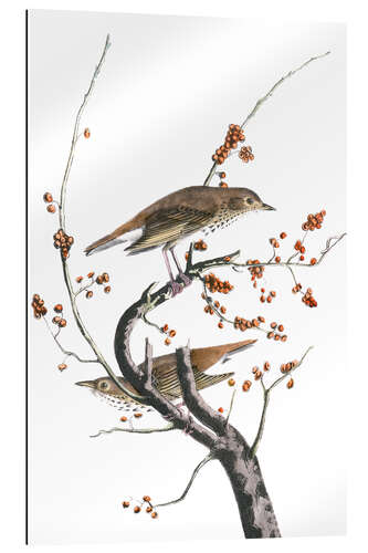 Gallery print Hermit thrush
