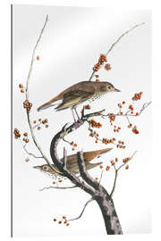 Gallery print Hermit thrush