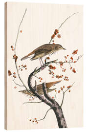 Puutaulu Hermit thrush