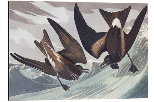 Gallery print Leach's storm-petrel