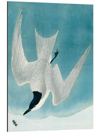 Aluminium print Salmon tern