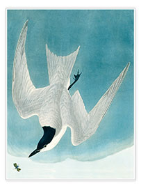 Wandbild  Lachseeschwalbe - John James Audubon
