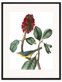 Gerahmter Kunstdruck Schnäppergrasmücke