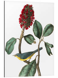 Magnettafel Schnäppergrasmücke