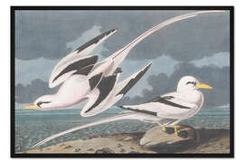 Gerahmter Kunstdruck Phaethontidae