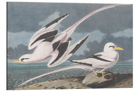 Magnettafel Phaethontidae