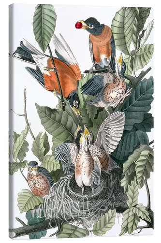Canvas print American thrush