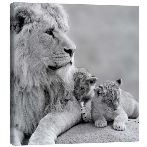 Canvas print Young Lions in Black and White