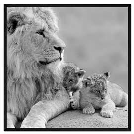 Gerahmter Kunstdruck Junge Löwen Schwarz/Weiß