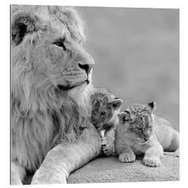 Tableau en plexi-alu Jeunes lions en noir et blanc