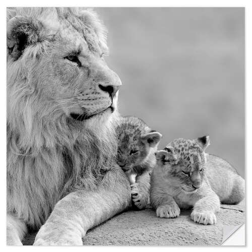 Wall sticker Young Lions in Black and White