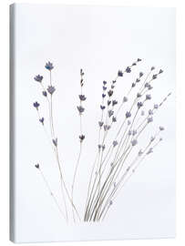 Canvas print  Lavender - Mantika Studio