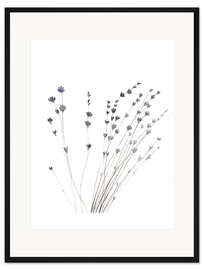 Gerahmter Kunstdruck Lavendel