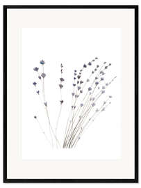 Kunsttryk i ramme Lavender
