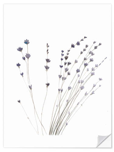 Selvklebende plakat Lavender