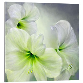 Aluminiumtavla White amaryllis