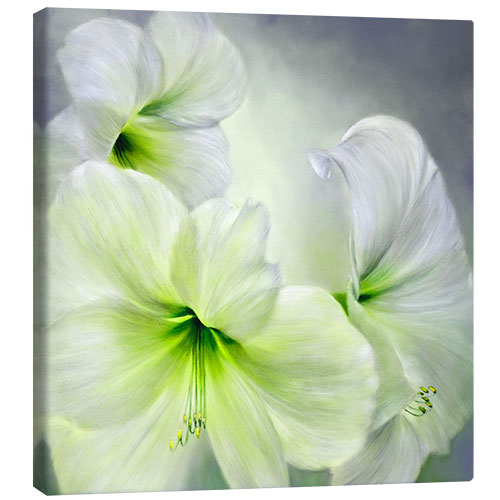 Quadro em tela Amaryllis branco