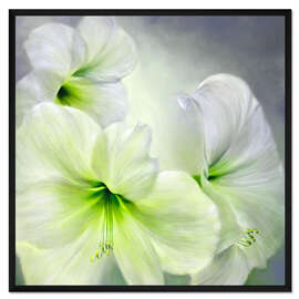 Gerahmter Kunstdruck Weiße Amaryllis