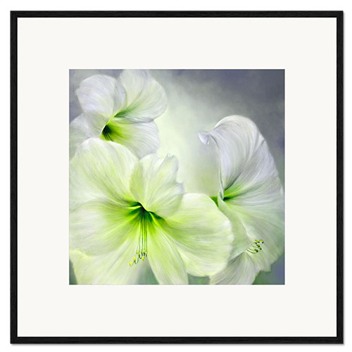 Impressão artística com moldura Amaryllis branco