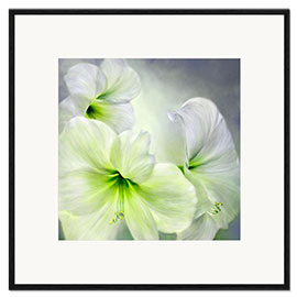 Ingelijste kunstdruk White amaryllis