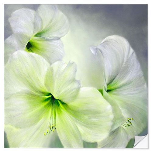 Sticker mural Amaryllis blanches