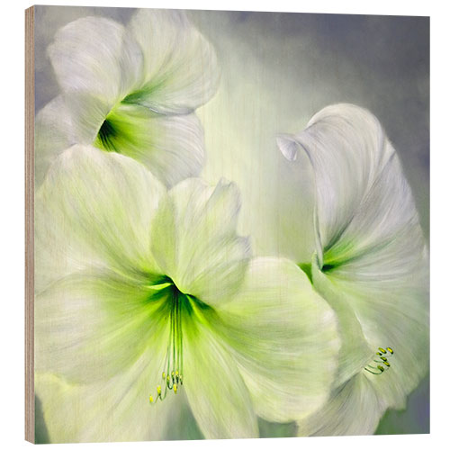 Tableau en bois Amaryllis blanches