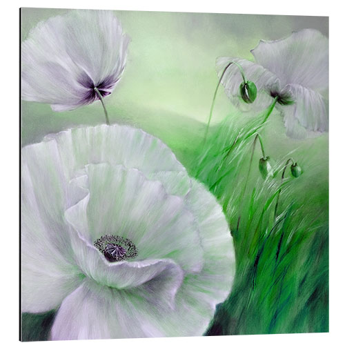 Aluminium print White poppy flowers on green