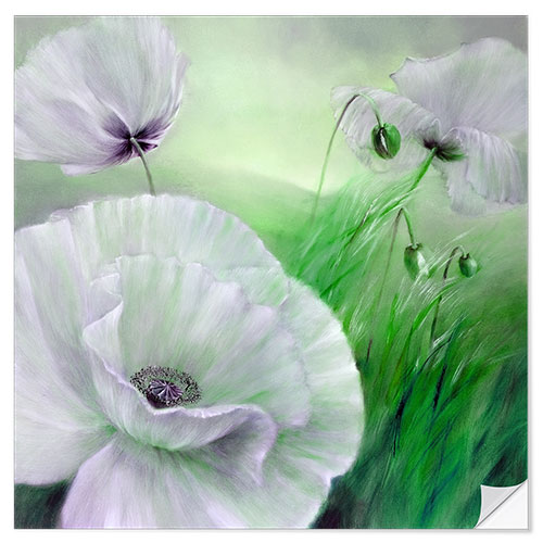 Selvklebende plakat White poppy flowers on green