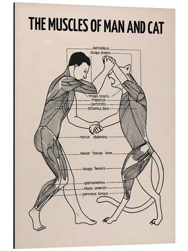 Stampa su alluminio I muscoli umani e felini (inglese)