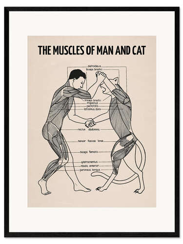 Ingelijste kunstdruk The muscles of man and cat