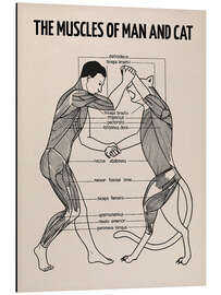 Magnettafel Die Muskeln von Mensch und Katze (englisch)