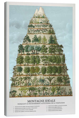 Canvas print Trees and plants in the mountains (French)