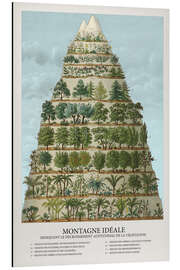 Magnettafel Bäume und Pflanzen im Gebirge (Französisch)