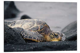 Alubild Schildkröte auf Hawaii