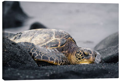 Canvas-taulu Hawaiian turtle