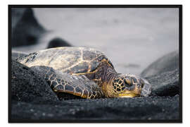 Gerahmter Kunstdruck Schildkröte auf Hawaii
