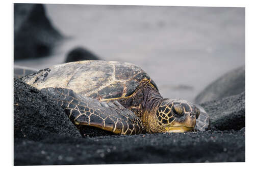 Foam board print Hawaiian turtle