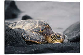 Gallery print Hawaiian turtle