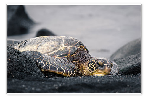 Poster Hawaiian turtle