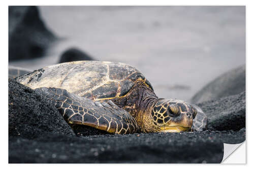 Selvklebende plakat Hawaiian turtle