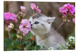 Quadro em alumínio Gatinho entre flores