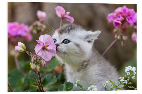 Foam board print Kitten between flowers