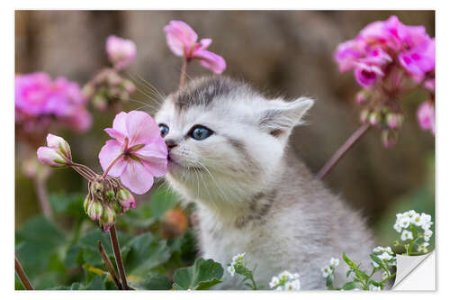 Selvklebende plakat Kitten between flowers